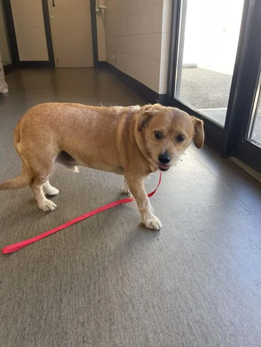 SHELTER / HAPPY ENDINGS - NANAIMO BC. / MAY 16, 2024