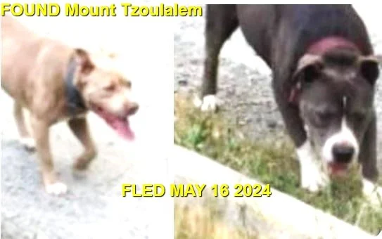 GONE TO SHELTER - DUNCAN BC. / MAY 15, 2024