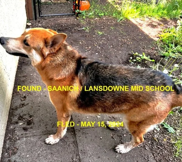 HAPPY ENDINGS - SAANICH BC. / BEAR / MAY 15, 2024