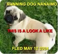 WENT HOME ON OWN - NANAIMO BC. / MAY 12, 2024