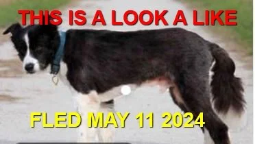 WENT HOME ON OWN - BOWSER BC. / MAY 11, 2024