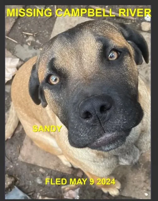 HAPPY ENDINGS - CAMPBELL RIVER BC. / SANDY (TRAPPED) / MAY 9, 2024