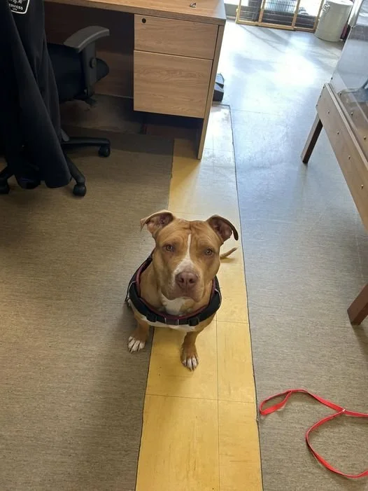 GONE TO SHELTER / HAPPY ENDINGS - NANAIMO BC. / JULY 2, 2024