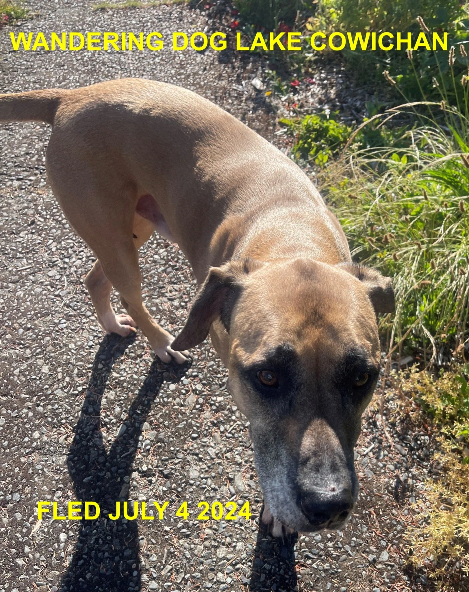 HAPPY ENDINGS - LAKE COWICHAN BC. / CHARLIE / JULY 4, 2024