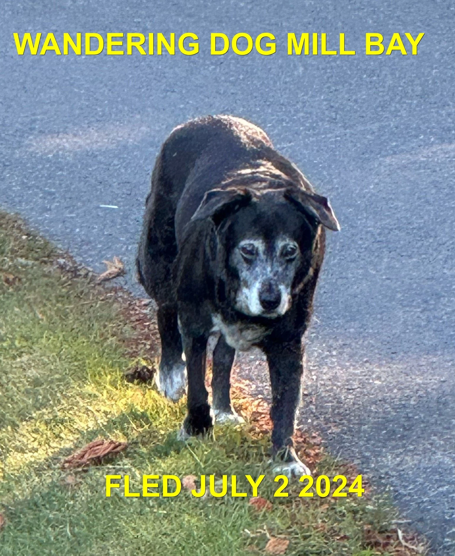 WENT HOM ON OWN / HAPPY ENDINGS  - MILL BAY BC. / JULY 2, 2024