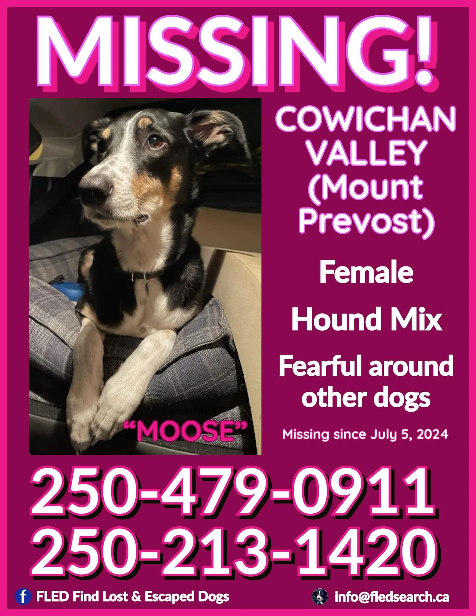 HAPPY ENDINGS - DUNCAN BC. / MOOSE / JULY 5, 2024