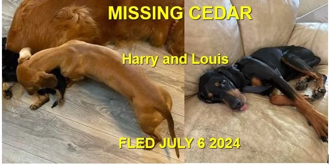 HAPPY ENDINGS - CEDAR BC. / HARRY &amp; LOUIS / JULY 6, 2024