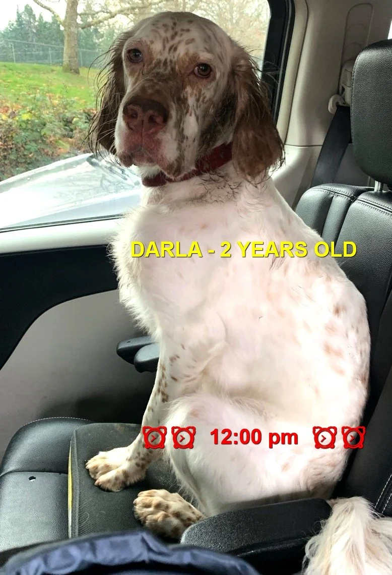 OVER THE RAINBOW BRIDGE - NANAIMO BC. / DARLA / JULY 8, 2024
