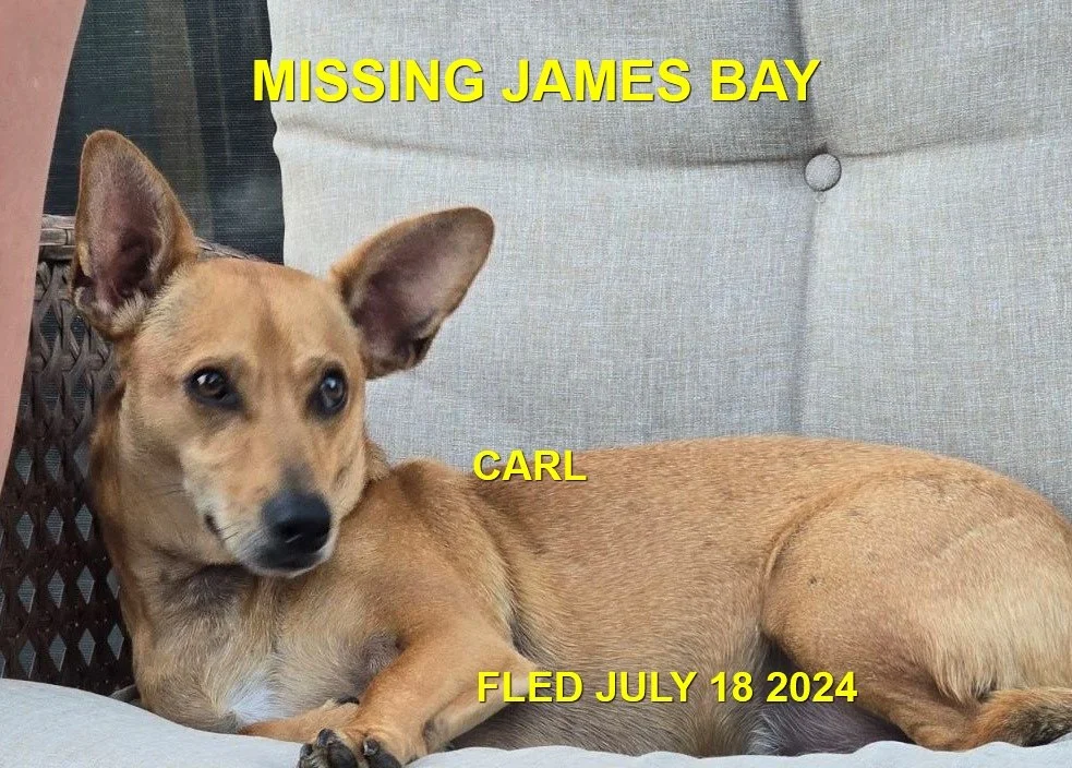 HAPPY ENDINGS  - CAME HOME ON HIS OWN- VICTORIA BC. / CARL / JULY 18, 2024