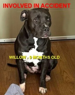 HAPPY ENDINGS - NANAIMO BC (ACCIDENT) / WILLOW / AUG 11, 2024