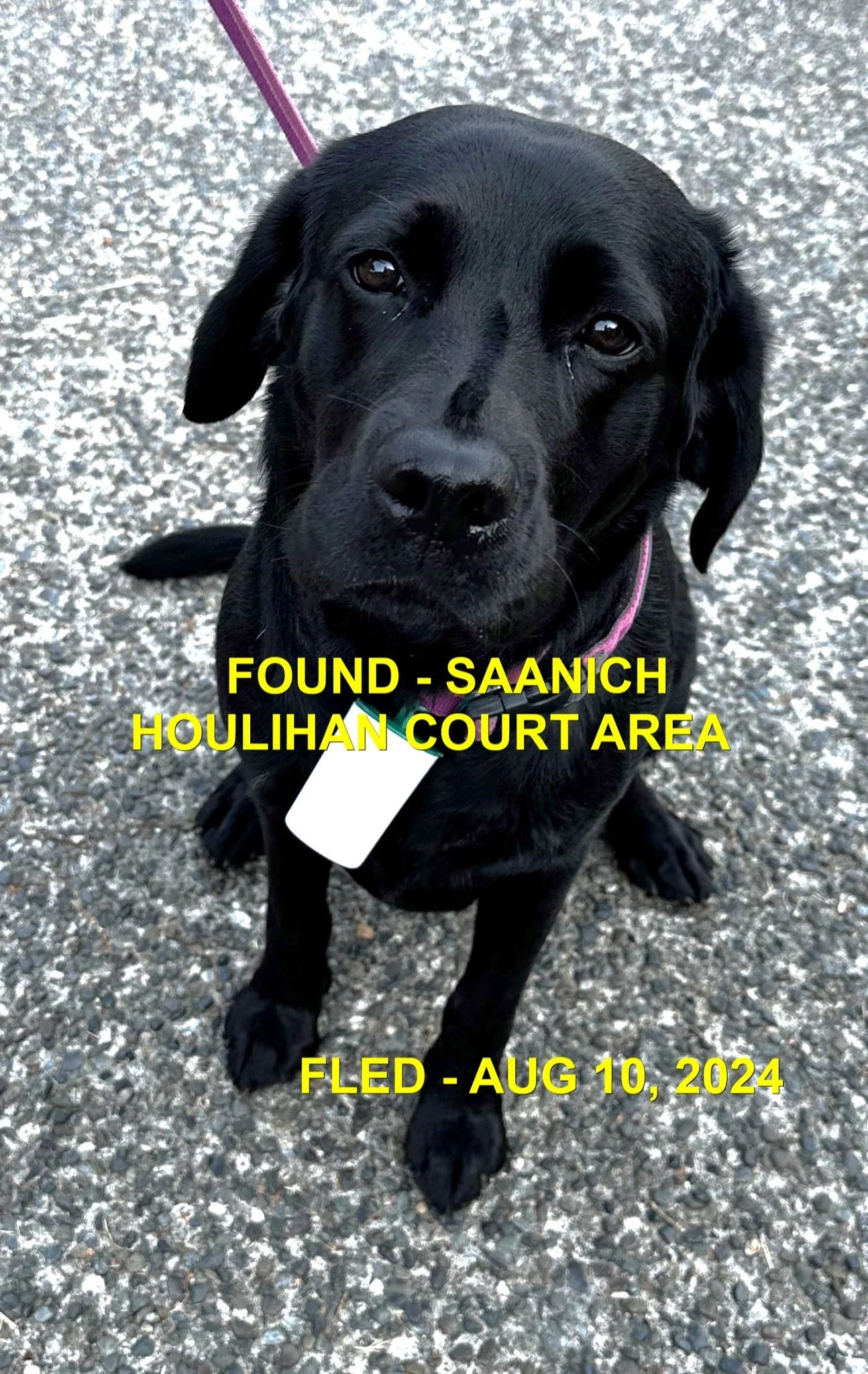 HAPPY ENDINGS - SAANICH BC. / AUG 10, 2024