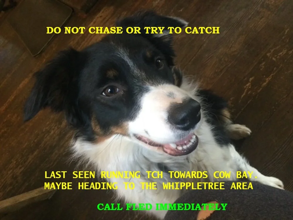 HAPPY ENDINGS - COWICHAN BAY BC. / HAZEL / AUG. 10, 2024