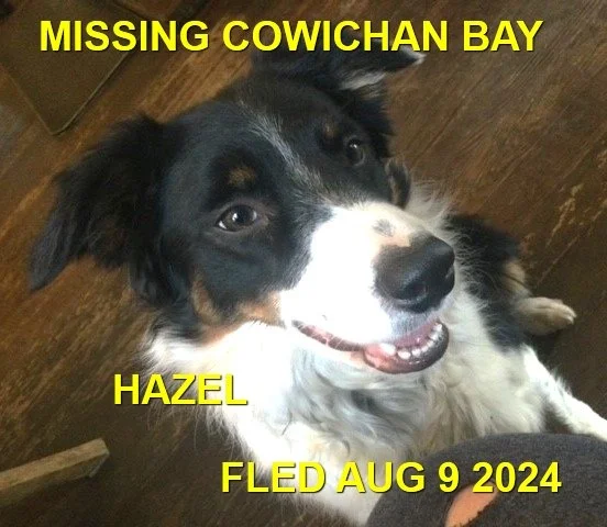 HAPPY ENDINGS - COWICHAN BAY BC. / HAZEL / AUG. 9, 2024