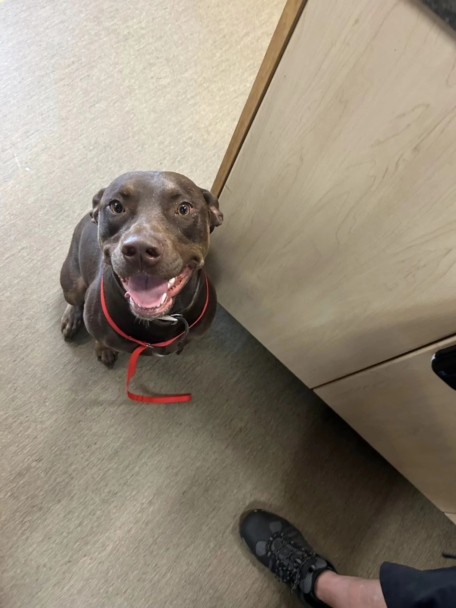 GONE TO SHELTER / HAPPY ENDINGS - NANAIMO BC. / AUG 7, 2024