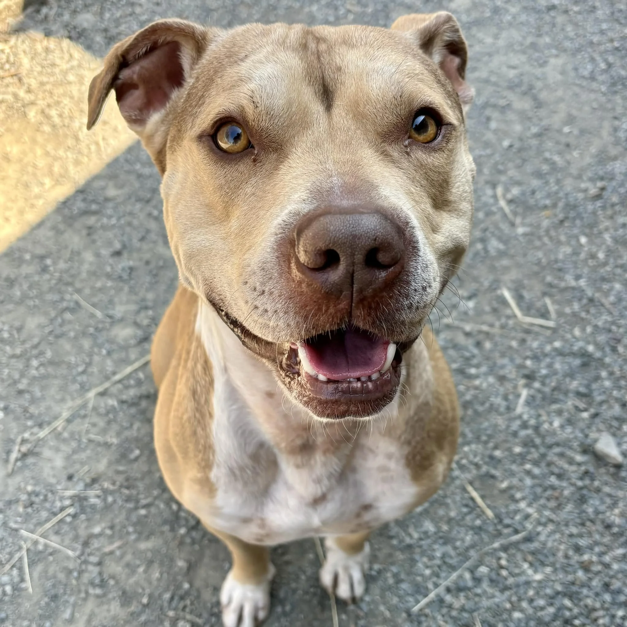 GONE TO SHELTER / HAPPY ENDINGS - COLWOOD BC. / AUG 7, 2024