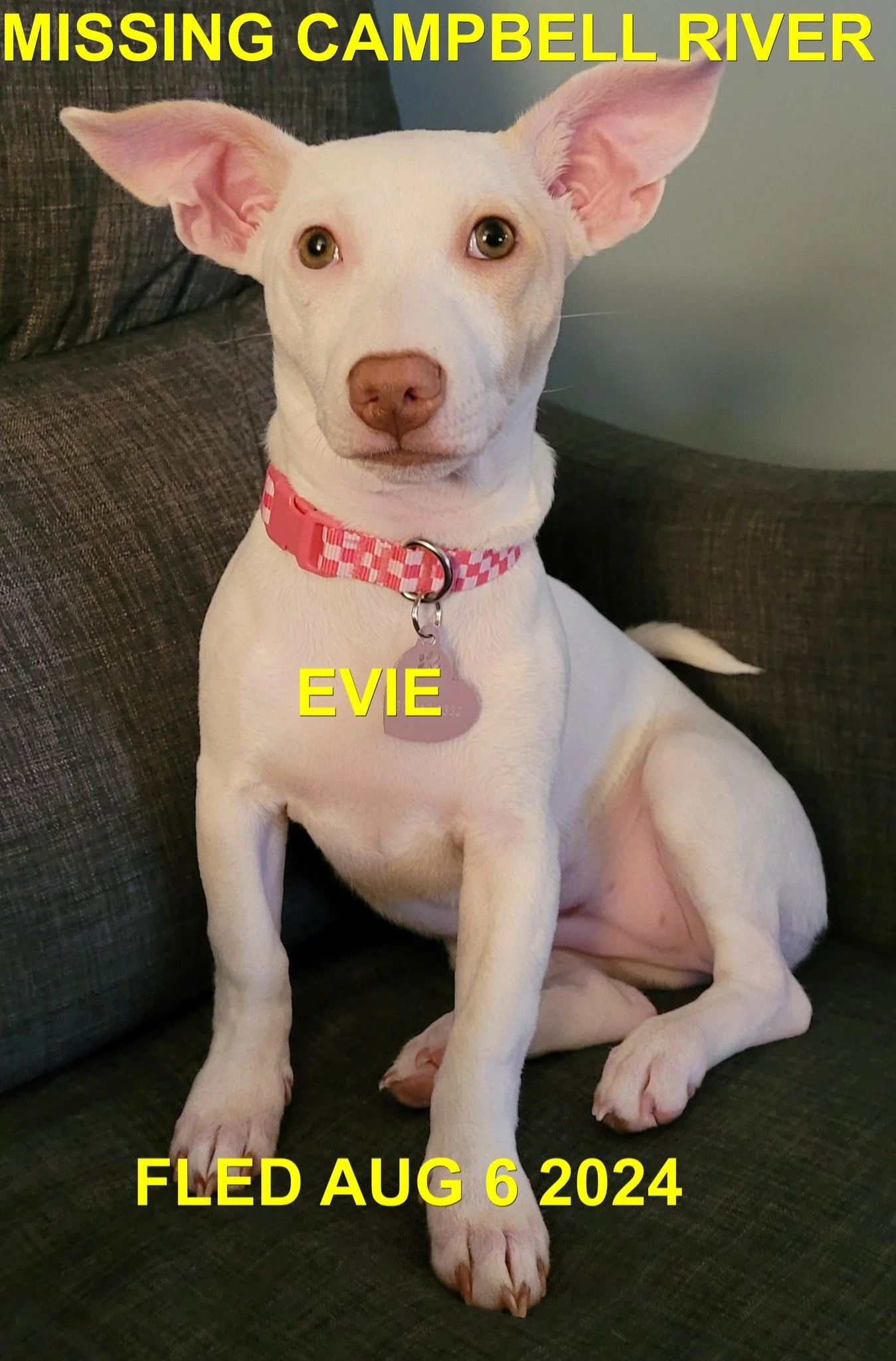 HAPPY ENDINGS - CAMPBELL RIVER BC. / EVIE / AUG 6, 2024