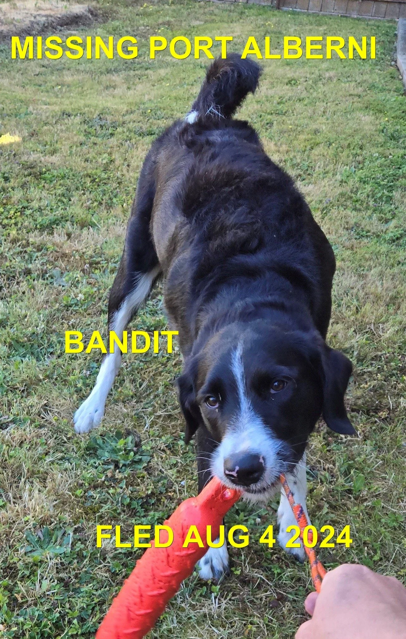  HAPPY ENDINGS - PORT ALBERNI BC. / BANDIT / AUG. 4, 2024