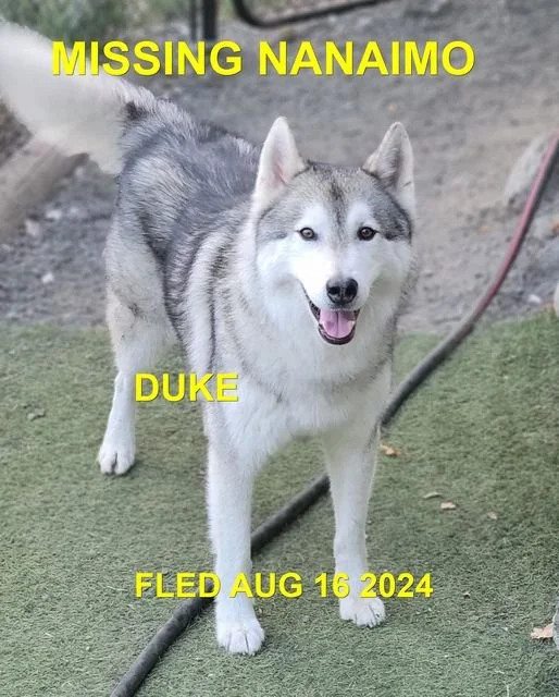 HAPPY ENDING - WENT HOME ON HIS OWN - NANAIMO BC. / DUKE / AUG. 16, 2024