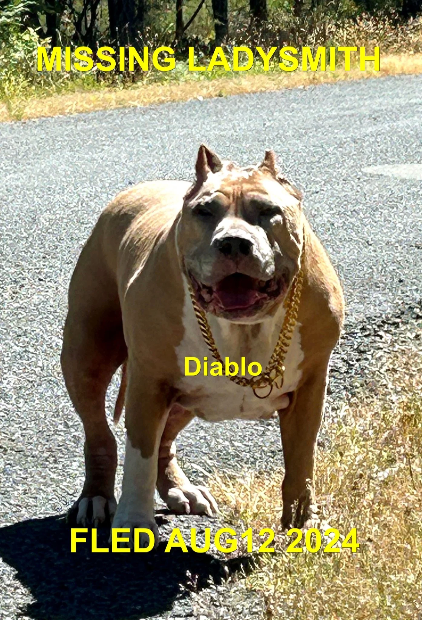 HAPPY ENDINGS - LADYSMITH BC. / DIABLO / AUG. 11, 2024