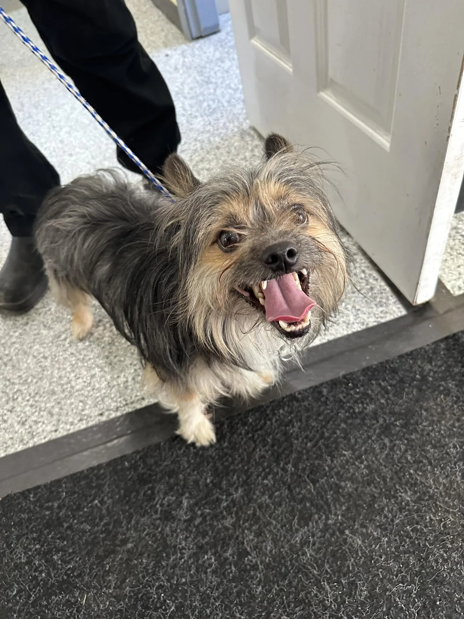 GONE TO SHELTER / TRANSFERRED TO RESCUE - PARKSVILLE BC. / AUG. 7, 2024