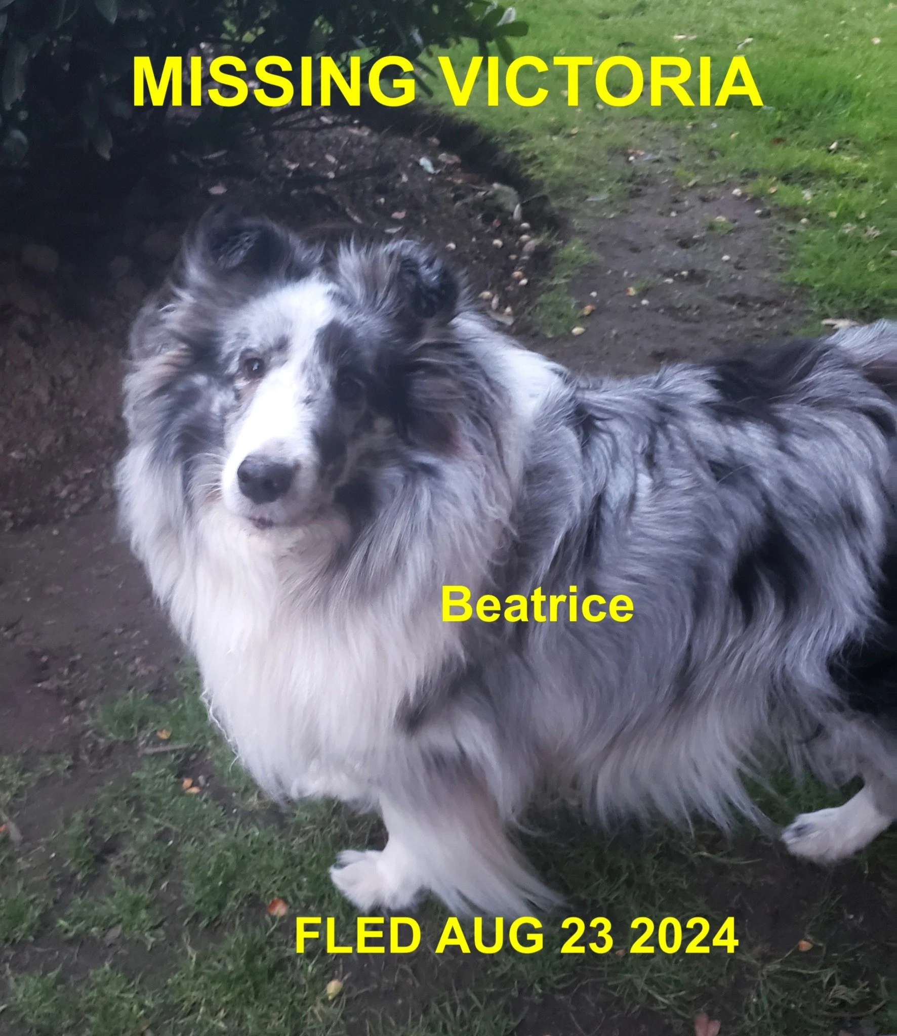 HAPPY ENDINGS - VICTORIA BC. / BEATRICE / AUG. 23, 2024
