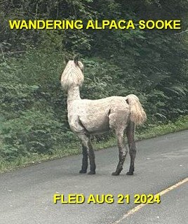 HAPPY ENDINGS - SOOKE BC. / LLAMA / AUG 21, 2024