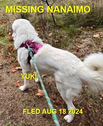 GONE TO SHELTER / HAPPY ENDINGS - NANAIMO BC. / YUKI / AUG. 17, 2024