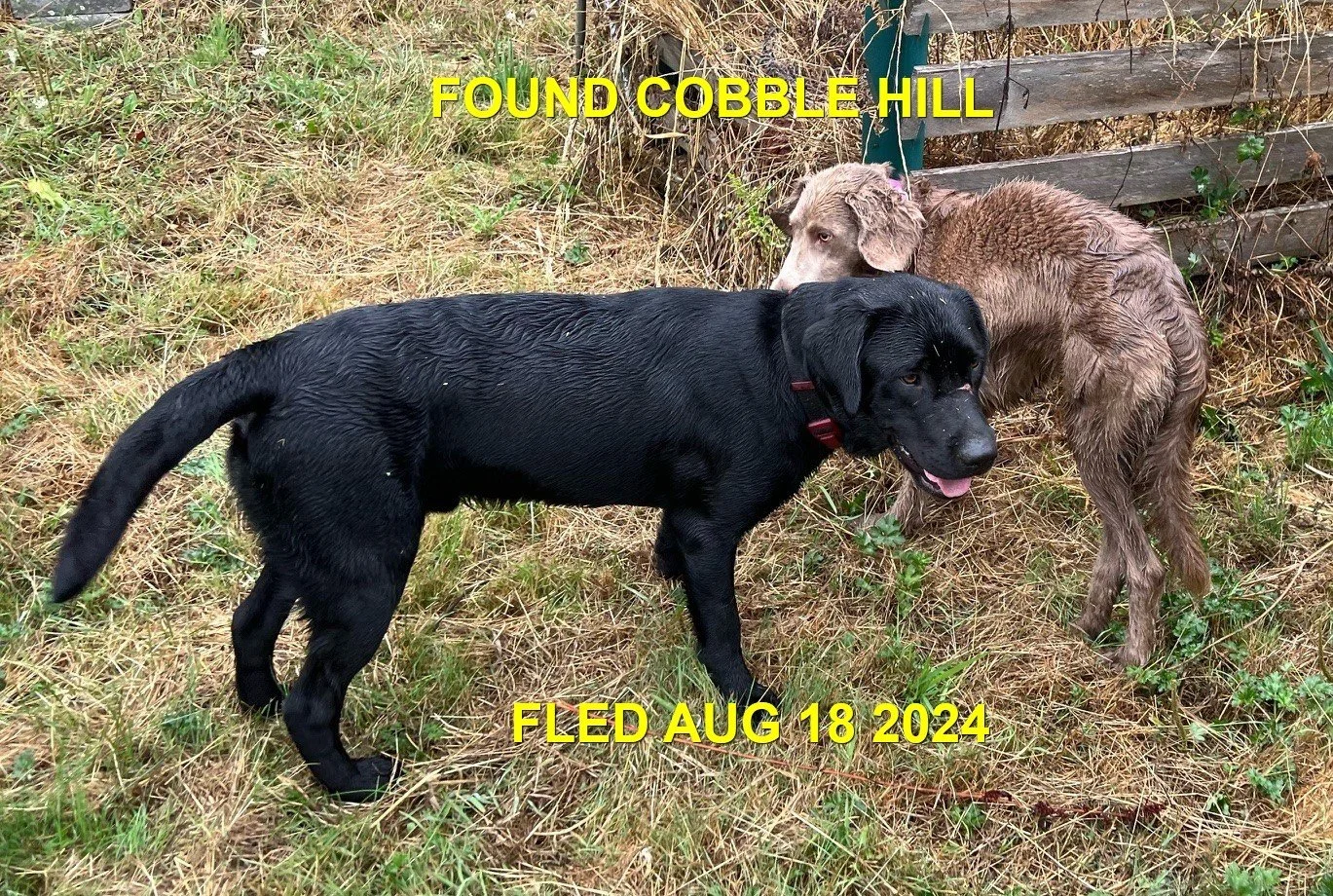 GONE TO SHELTER - COBBLE HILL BC. / AUG. 18, 2024