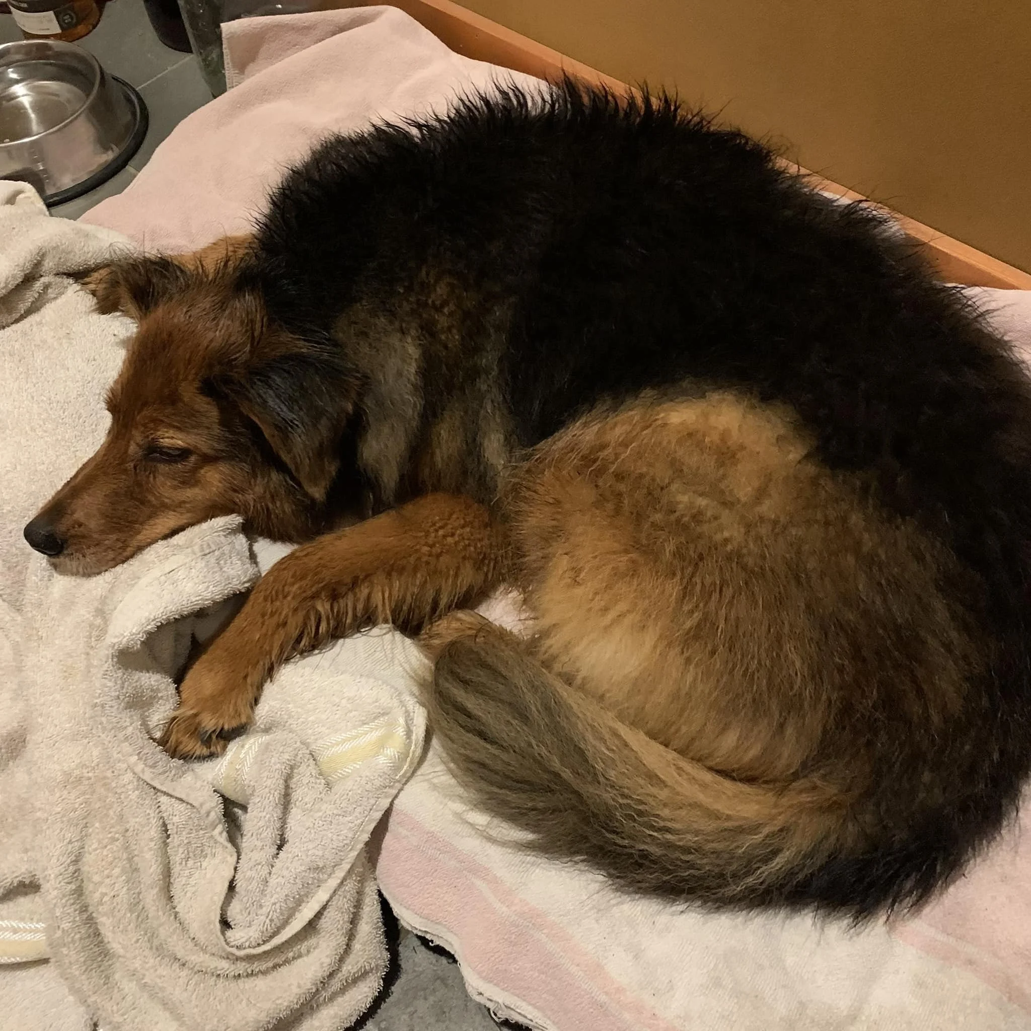 HAPPY ENDINGS -  SHAWNIGAN LAKE BC. / LADY / AUG. 18, 2024