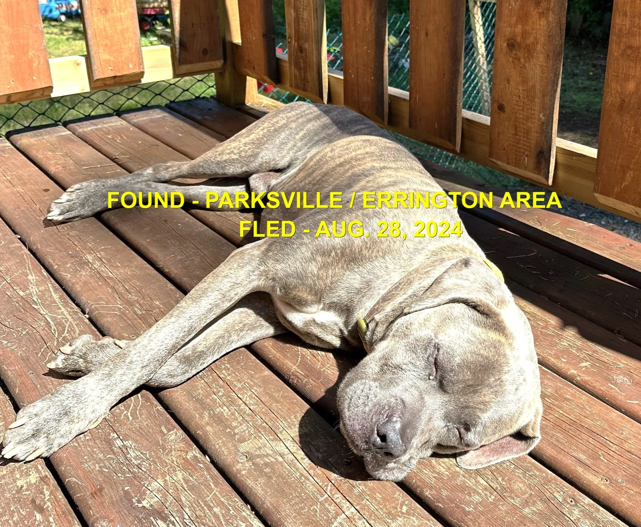 GONE TO SHELTER - OWNER FOUND - PARKSVILLE BC. / AUG 28, 2024
