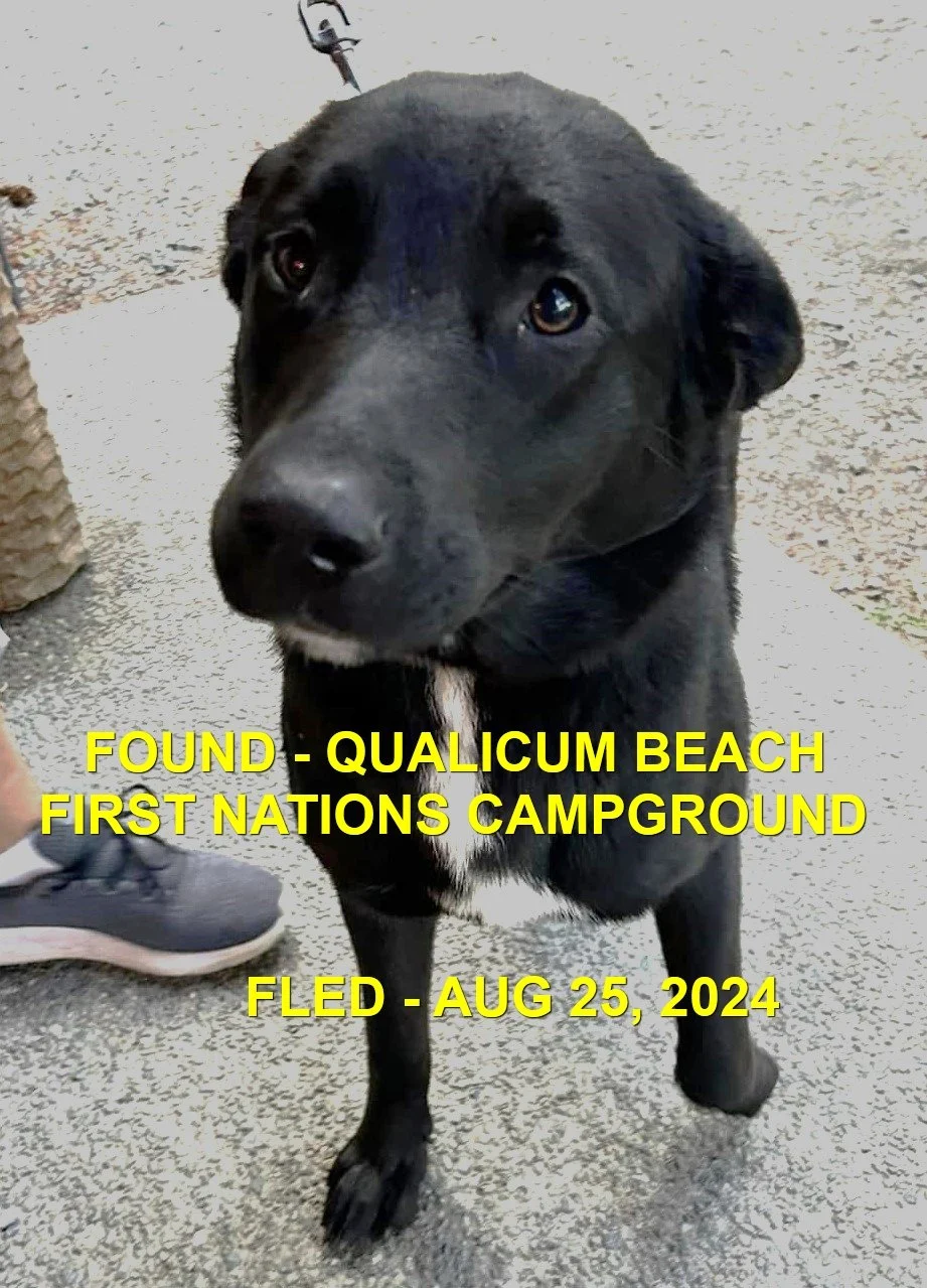 HAPPY ENDINGS - QUALICUM BEACH BC. / AUG 25, 2024