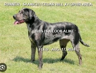 NOTHING MORE REPORTED - SAANICH BC. / AUG. 17, 2024