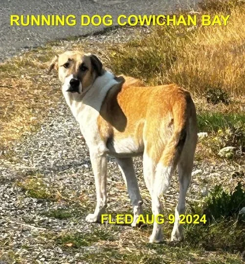 NOTHING MORE REPORTED - COWICHAN BAY BC. / AUG. 9, 2024