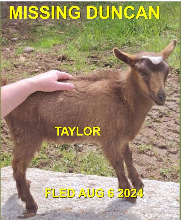 BABY GOAT - NOTHING MORE HAS BEEN REPORTED - DUNCAN BC. / TAYLOR / AUG 5, 2024