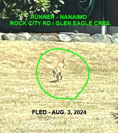 NOTHING MORE REPORTED - NANAIMO BC. / AUG. 3, 2024