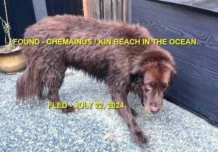 HAPPY ENDINGS - CHEMAINUS BC. /  JULY 22, 2024