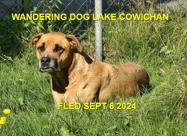 HOLLY WAS FOUND SAFE (SAD STORY / OWNER MURDERED) - LAKE COWICHAN BC. / HOLLY / SEPT. 6, 2024