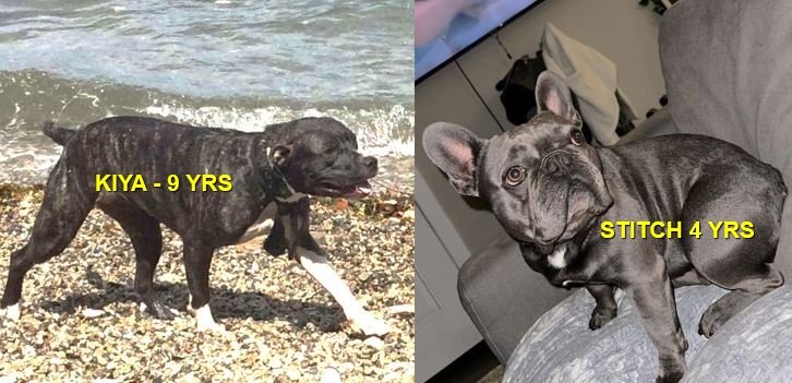 HAPPY ENDINGS - SHAWNIGAN LAKE BC. / KIYA &amp; STITCH / SEPT. 5, 2024