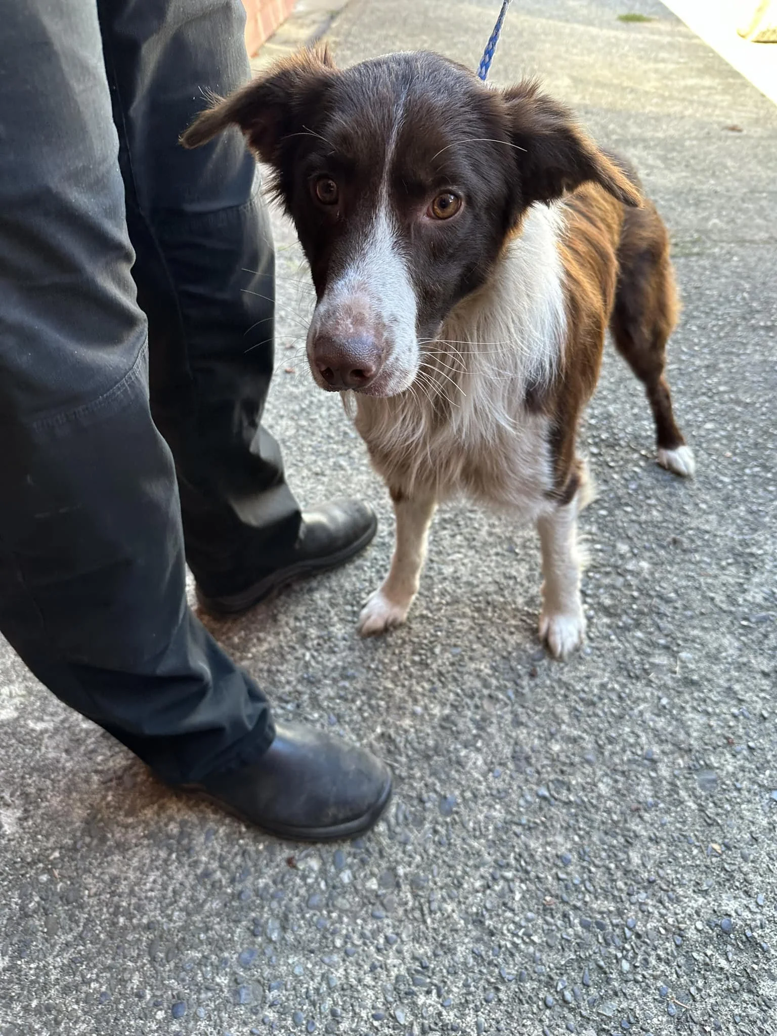 GONE TO SHELTER - HAPPY ENDINGS - PARKSVILLE BC. / SEPT. 4, 2024