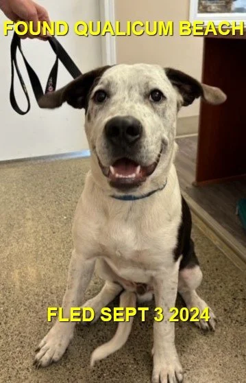 GONE TO SHELTER - HAPPY ENDINGS - QUALICUM BEACH BC. / MOOSE / SEPT. 3, 2024