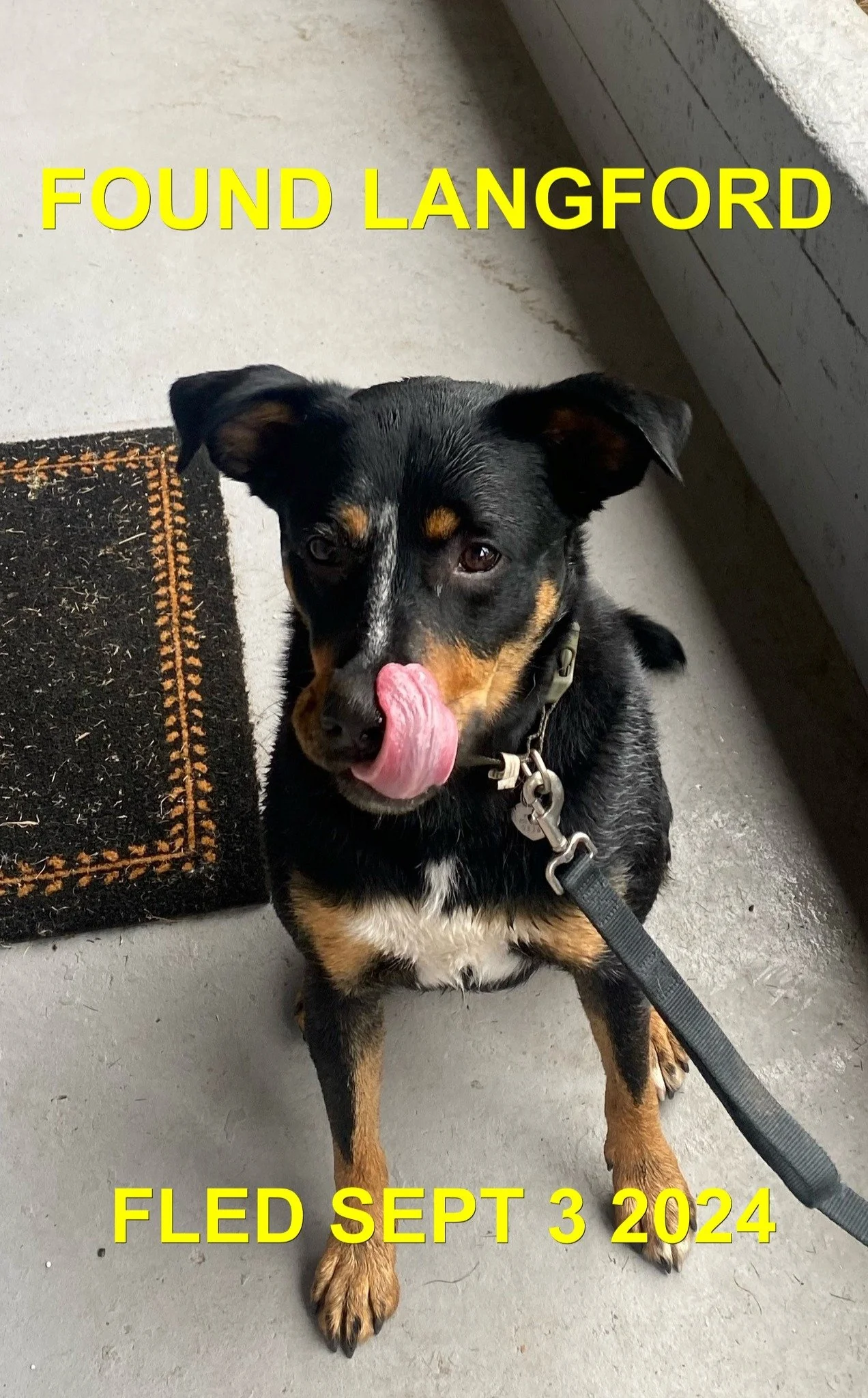 GONE TO SHELTER - LANGFORD BC. / SEPT 3, 2024