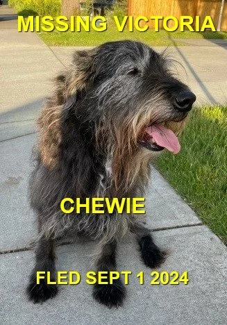 HAPPY ENDINGS - VICTORIA BC. / CHEWIE / AUG. 31, 2024
