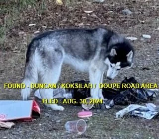 HAPPY ENDINGS - DUNCAN BC. / CHLOE / AUG. 30, 2024