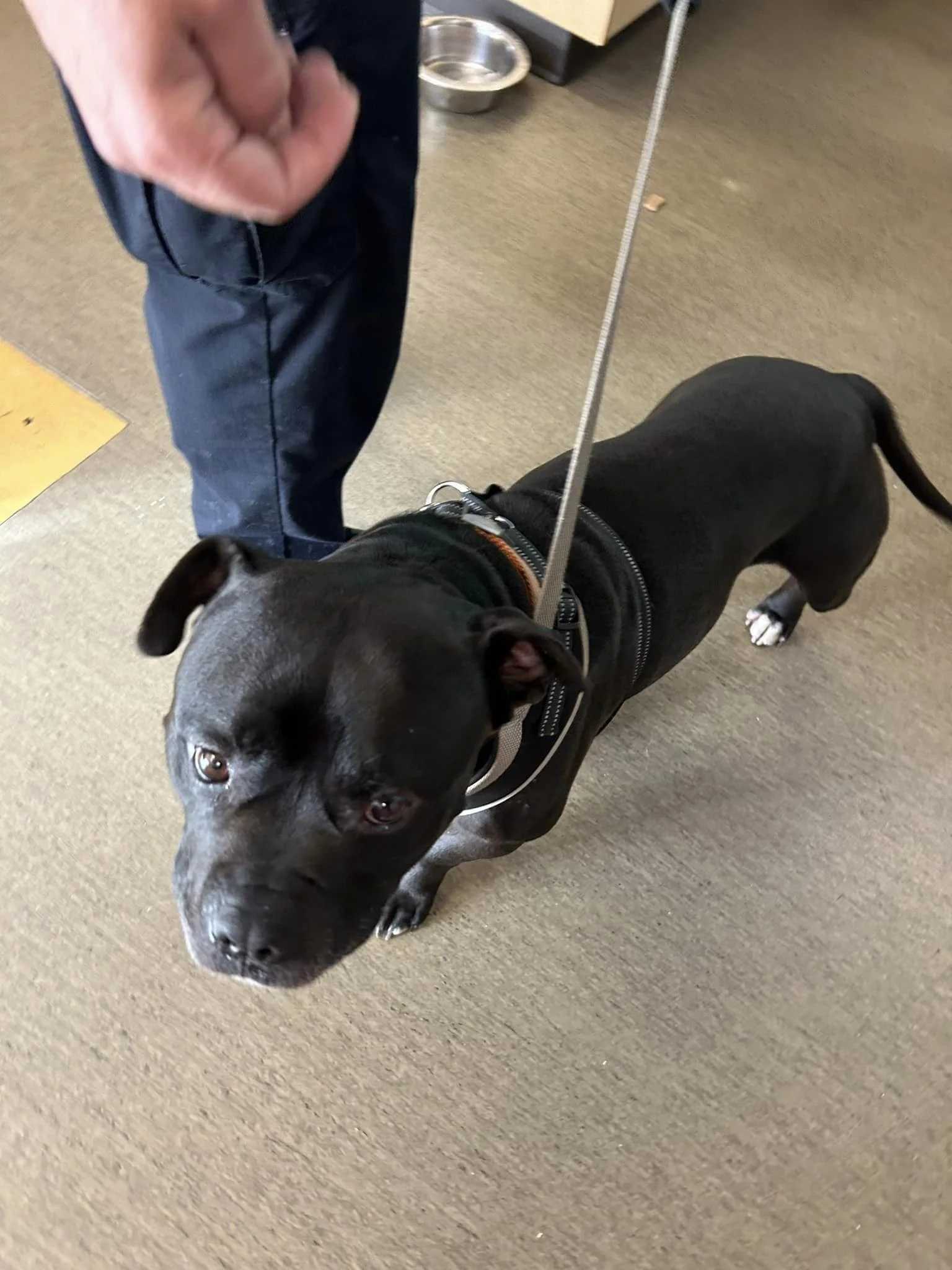 GONE TO SHELTER - NANAIMO BC. / AUG. 30, 2024