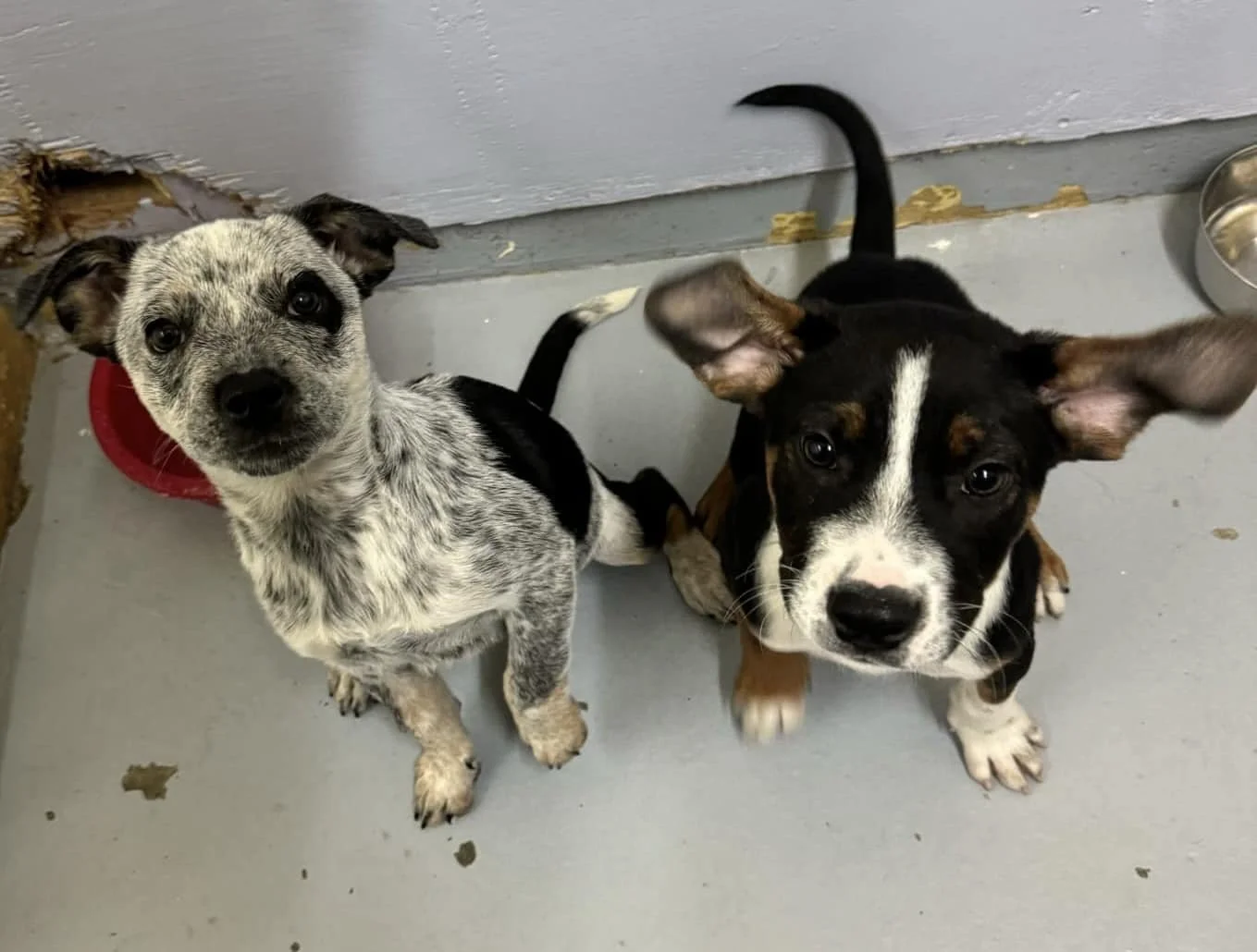 GONE TO SHELTER / OWNER FOUND - DUNCAN BC. / AUG. 26, 2024