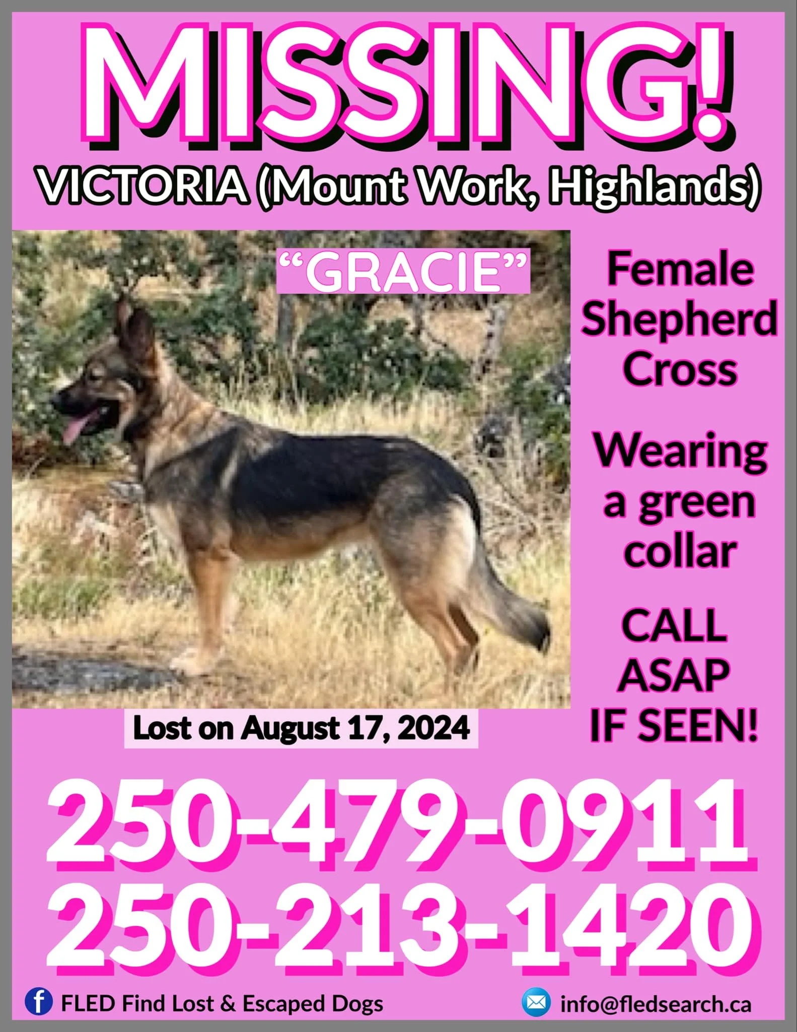 OVER THE RAINBOW BRIDGE - HIGHLANDS BC. / GRACIE / AUG. 17, 1024 FOUND TWO WEEKS LATER