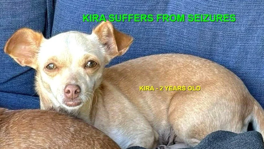 HAPPY ENDINGS - VIEW ROYAL BC. / KIRA / JULY 22, 2024