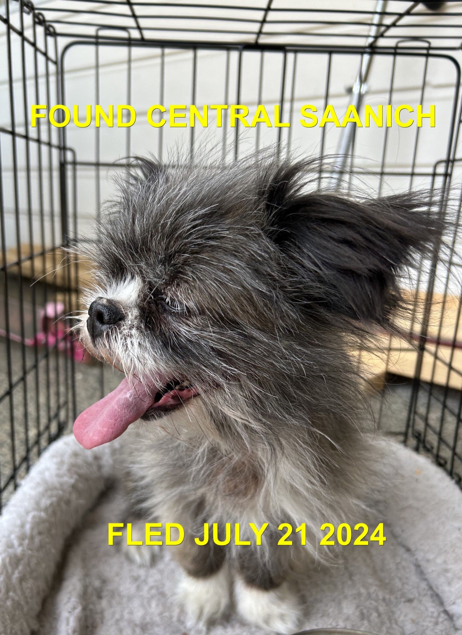 HAPPY ENDINGS CENTRAL SAANICH BC. / LUCY / JULY 21, 2024