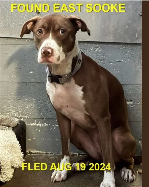 GONE TO SHELTER - SOOKE BC. / AUG. 19, 2024