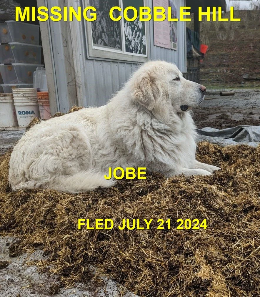 HAPPY ENDINGS - COBBLE HILL BC. / JOBE / JULY 21, 2024